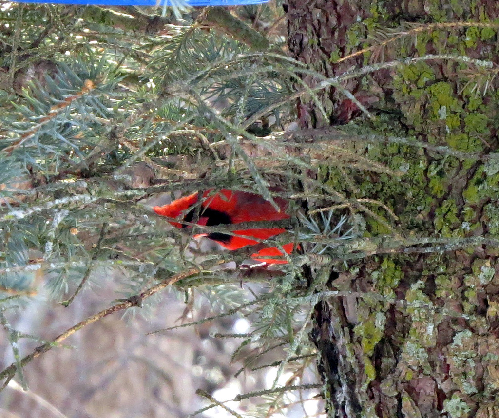 Watching a female at the feeder