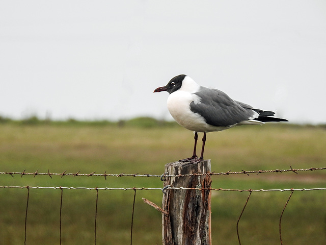 Day 2, Laughing Gull / Leucophaeus atricilla