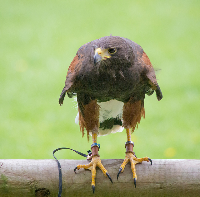 Cheshire falconry (15)