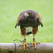 Cheshire falconry (15)
