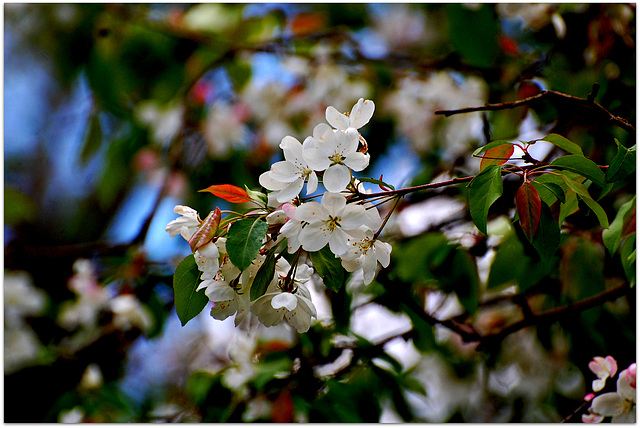 Flowers of Crab apple