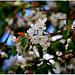 Flowers of Crab apple