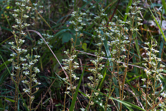 Ponthieva racemosa (Shadow-witch orchid)