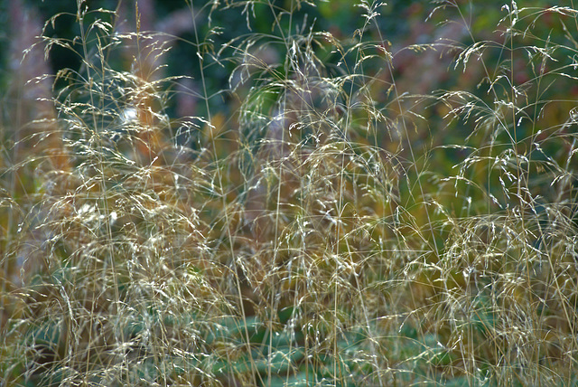 A Fluff Of Grasses