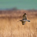 Curlew