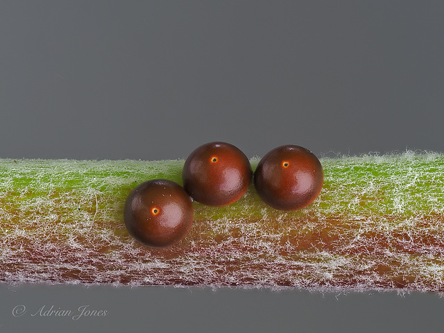 Puss Moth  (Cerura vinula) Eggs