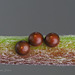 Puss Moth  (Cerura vinula) Eggs