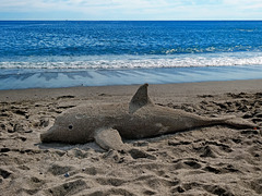 ...un pesce fuor d'acqua...