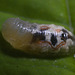 IMG 2720 Hoverfly larvav2