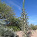 Boojum Tree