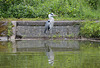 HWW ~ The heron at the wall