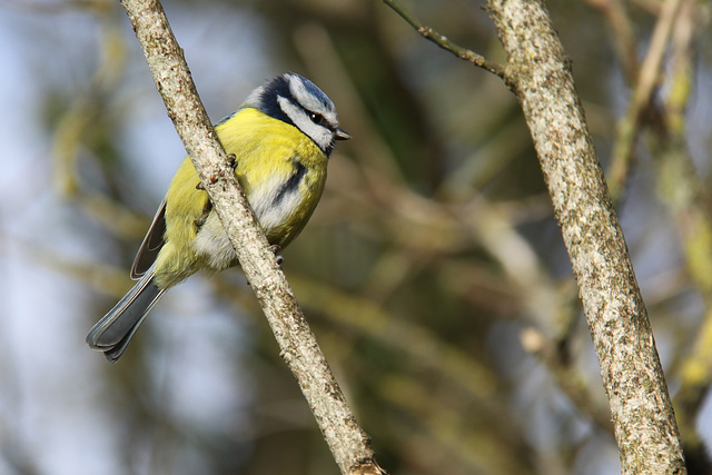 A Blue Tit