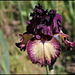Iris Epicenter (4)