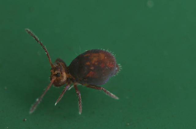 EF7A1546springtail