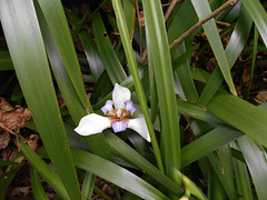 DSCN1269 - íris-da-praia Neomarica candida, Iridaceae