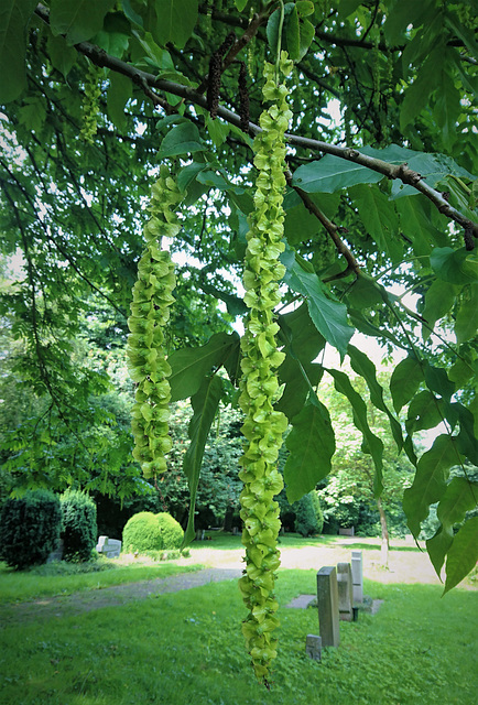 Wie heißt der Baum?