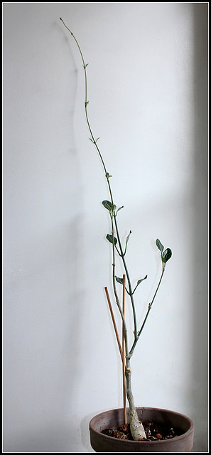 Fockea  multiflora(3)