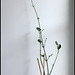 Fockea  multiflora(3)