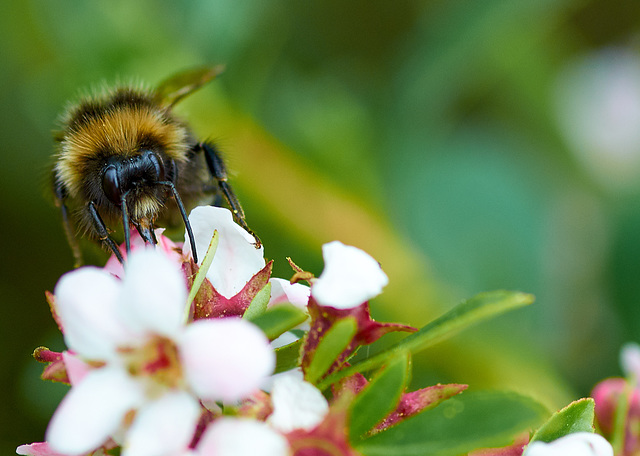 Bee Macro 3