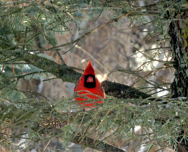 Where Cardinals feel safest - in dense underbrush.