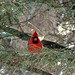 Where Cardinals feel safest - in dense underbrush.