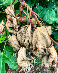 fig tree - Waialae Ave.