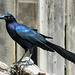 Day 6, Great-tailed Grackle