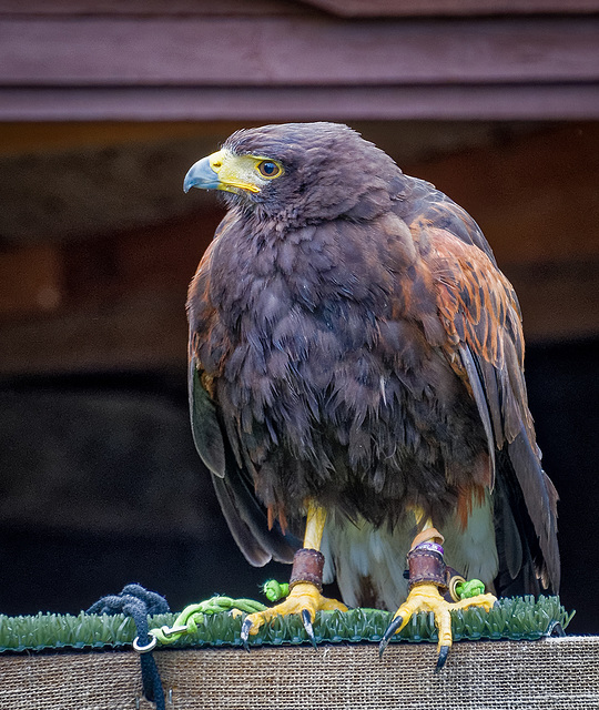 Cheshire Falconry.20jpg