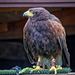 Cheshire Falconry.20jpg