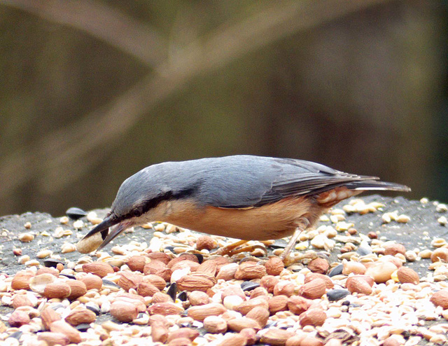 Nuthatch (7)