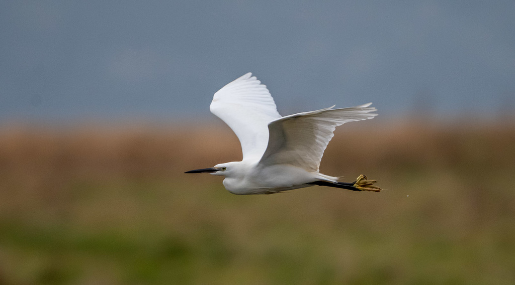 Little egret