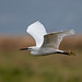 Little egret