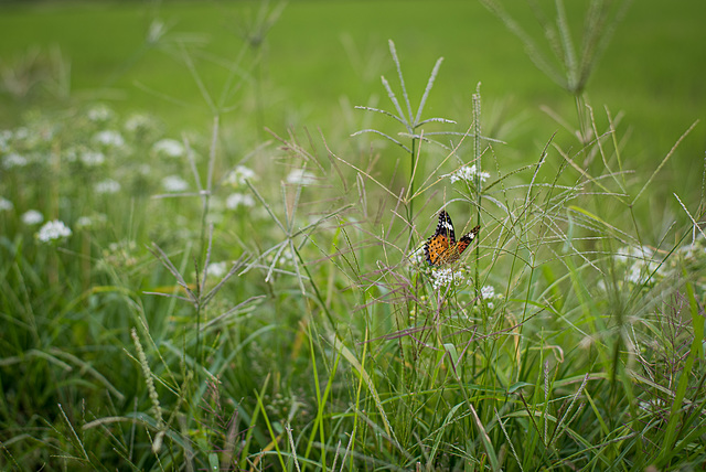 Butterfly