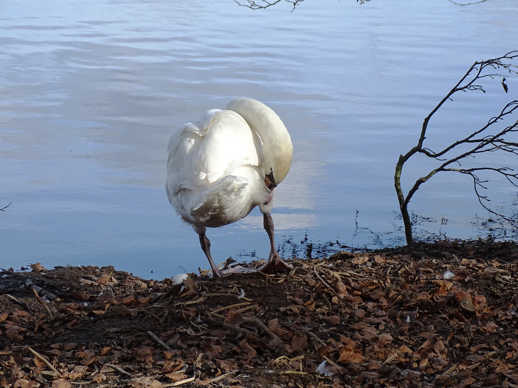Young swan 3