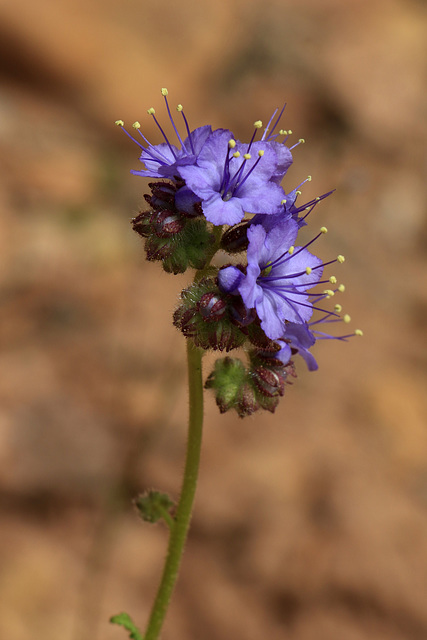 Notchleaf Scorpionweed