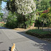 Katze weisse Kletterrosen am Baum und Ich