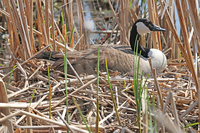 On the nest