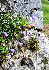 auf dem Felsen