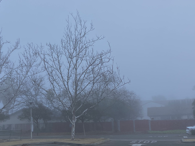 Fog