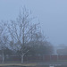 Fog