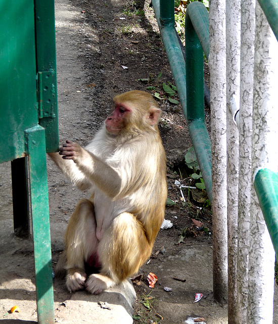 Shimla- Raiding the Rubbish Bin