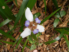 DSCN1271 - íris-da-praia Neomarica candida, Iridaceae