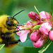 Bee Macro 2
