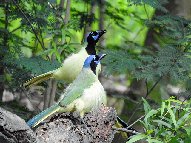 Day 6, Green Jays