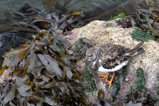 EOS 6D Peter Harriman 14 35 31 01509 Turnstone dpp