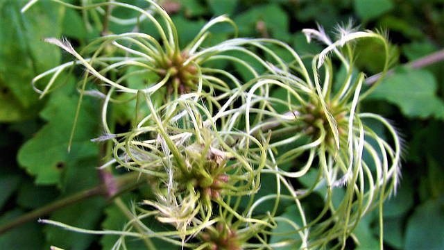 Strange flowers from a climber going up my wall