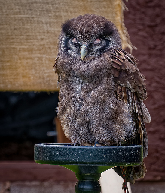 Cheshire Falconry.23jpg