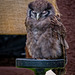 Cheshire Falconry.23jpg