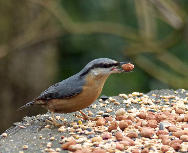 Nuthatch (8)