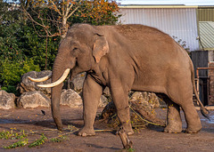 Bull elephant